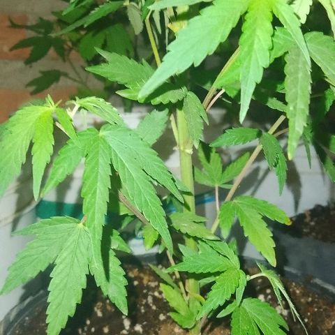 Jair17 growlog timeline photo