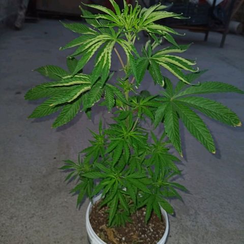 Luna growlog timeline photo