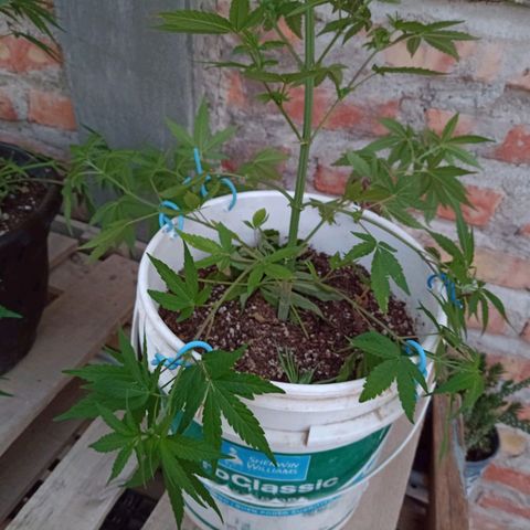 Juanxiz growlog timeline photo