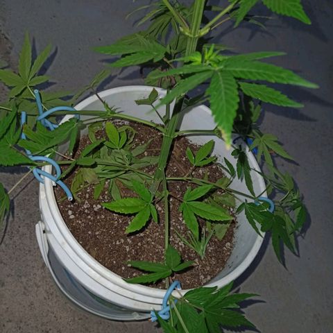 Juanxiz growlog timeline photo