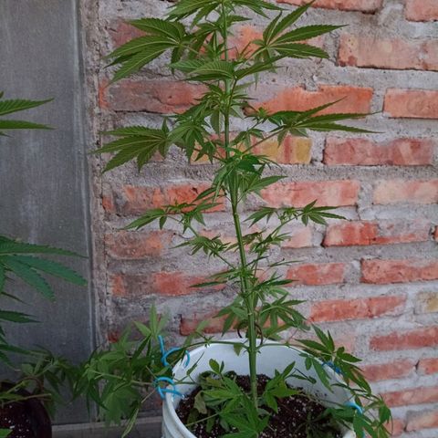 Juanxiz growlog timeline photo