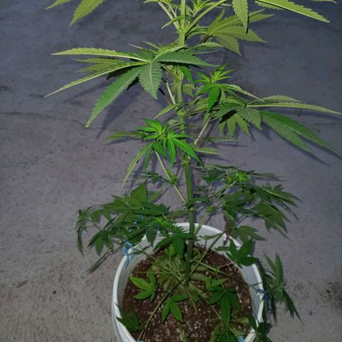 Juanxiz growlog timeline photo