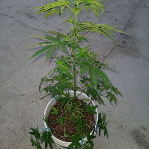 Juanxiz growlog timeline photo