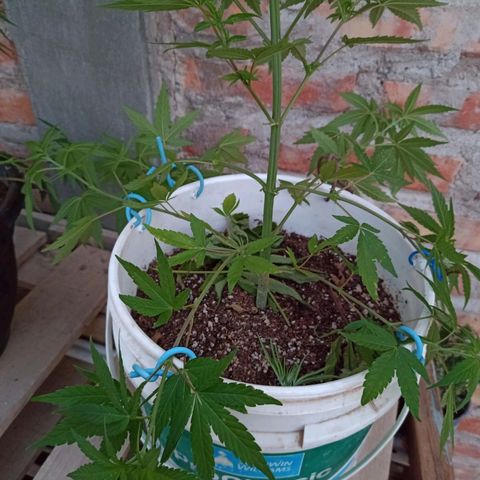Juanxiz growlog timeline photo