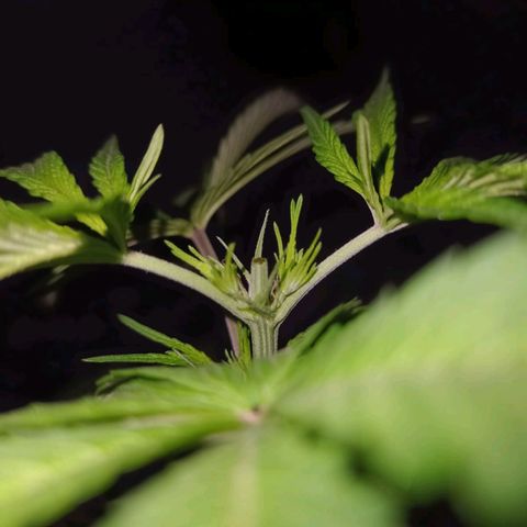 Juanxiz growlog timeline photo