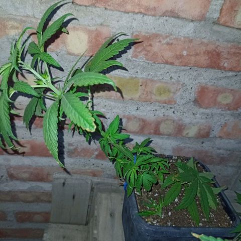 Luca growlog timeline photo