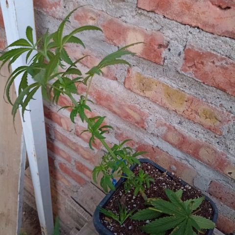 Luca growlog timeline photo