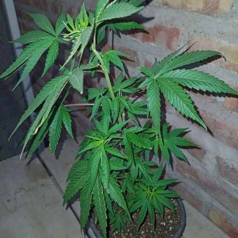 Jair17 growlog timeline photo