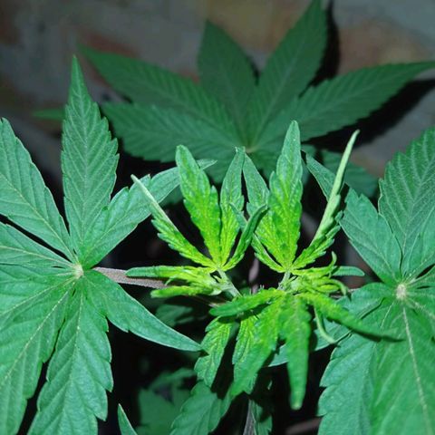 Jair17 growlog timeline photo