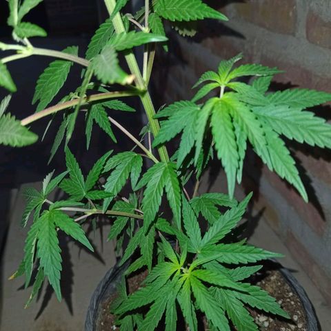 Jair17 growlog timeline photo