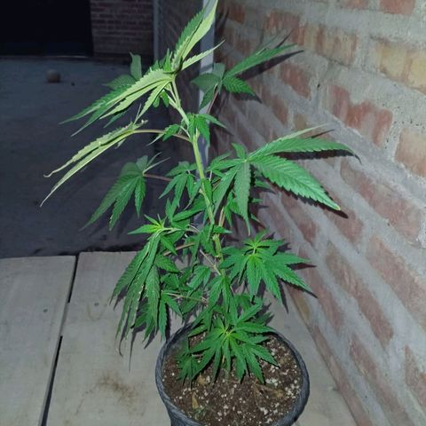 Jair17 growlog timeline photo