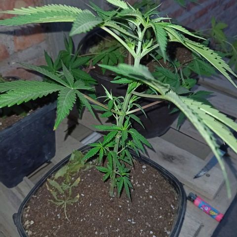 Pucho growlog timeline photo