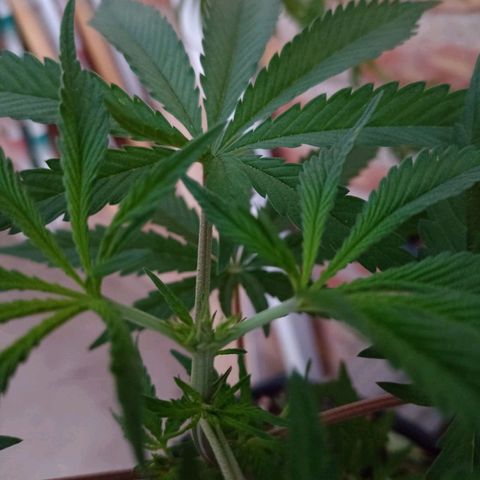 Pucho growlog timeline photo