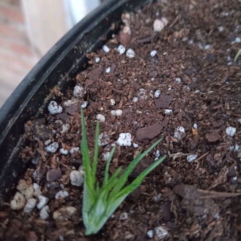 Pucho growlog timeline photo