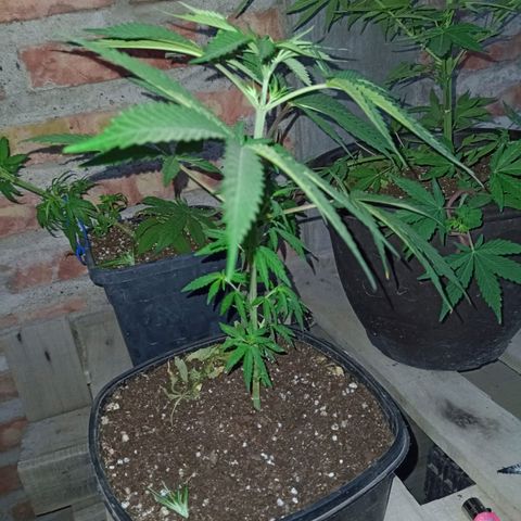 Pucho growlog timeline photo