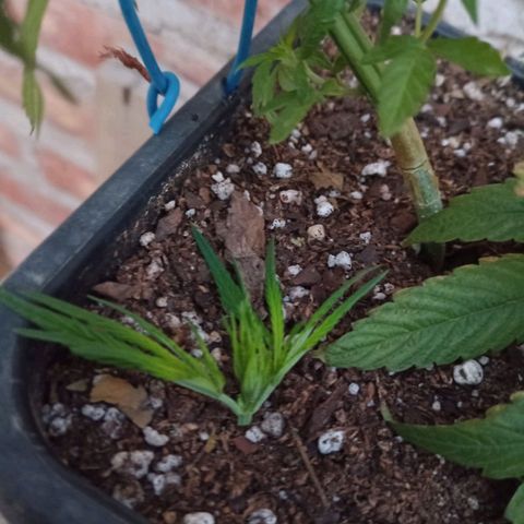 Luca growlog timeline photo