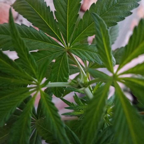 Luca growlog timeline photo