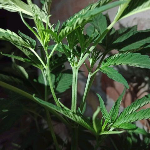 Luna growlog timeline photo