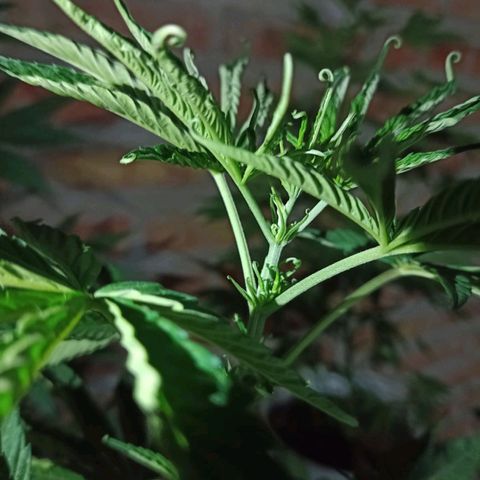 Luna growlog timeline photo