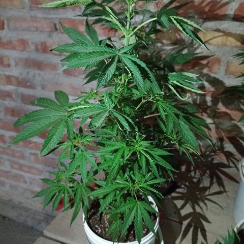 Luna growlog timeline photo