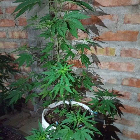 Juanxiz growlog timeline photo