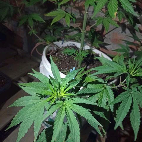 Juanxiz growlog timeline photo