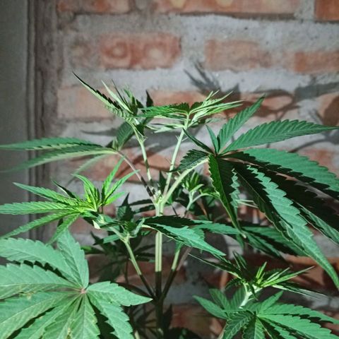 Juanxiz growlog timeline photo