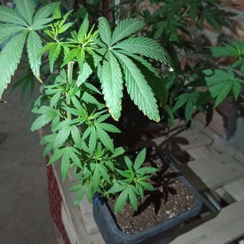 Luca growlog timeline photo