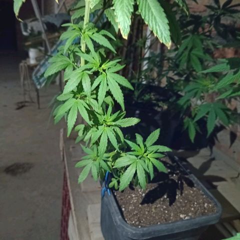 Luca growlog timeline photo