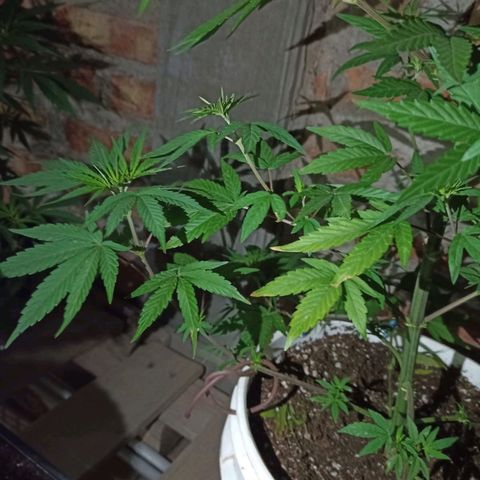 Juanxiz growlog timeline photo