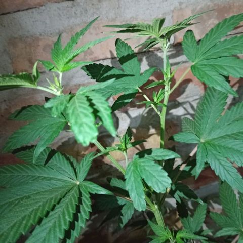 Jair17 growlog timeline photo
