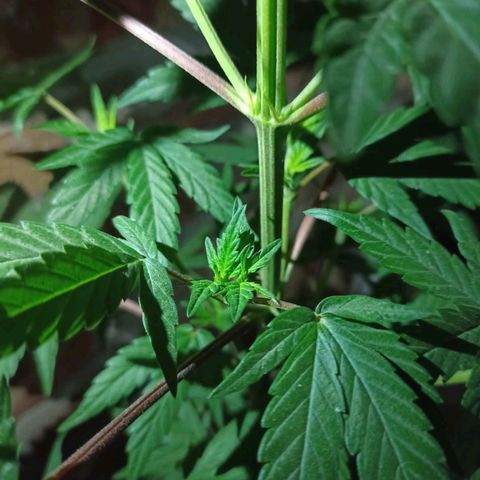 Jair17 growlog timeline photo