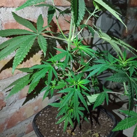 Pucho growlog timeline photo