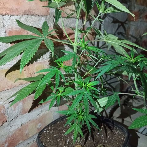 Pucho growlog timeline photo