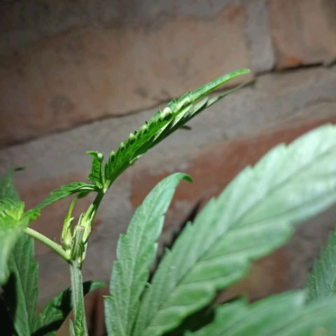 Jair17 growlog timeline photo