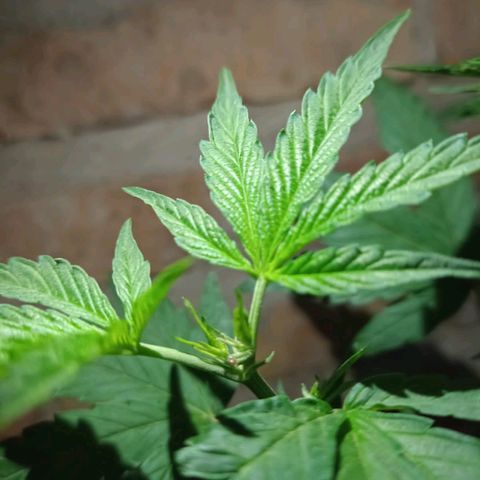 Jair17 growlog timeline photo