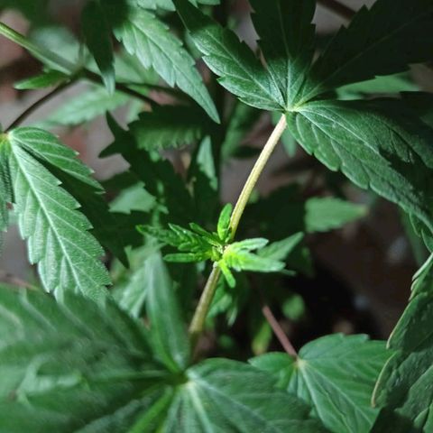 Jair17 growlog timeline photo