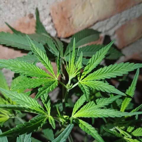 Pucho growlog timeline photo