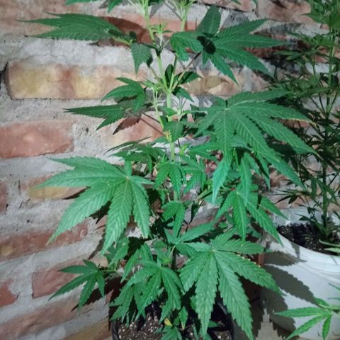 Jair17 growlog timeline photo