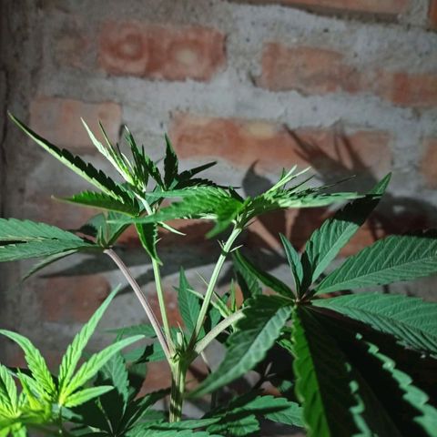 Juanxiz growlog timeline photo