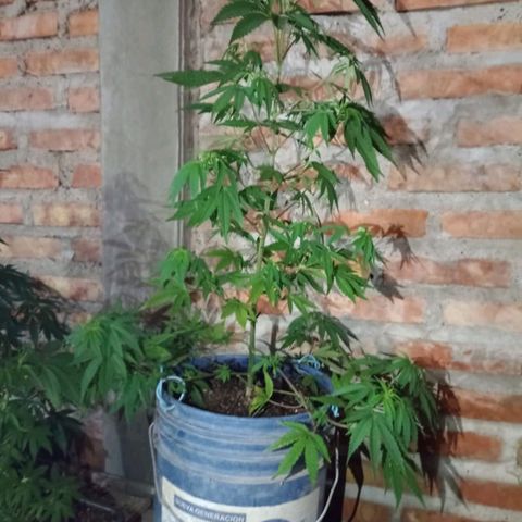 Juanxiz growlog timeline photo
