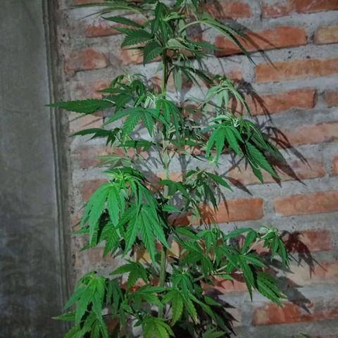 Juanxiz growlog timeline photo