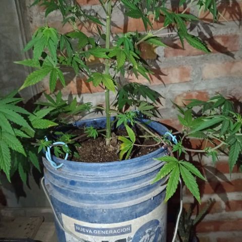 Juanxiz growlog timeline photo