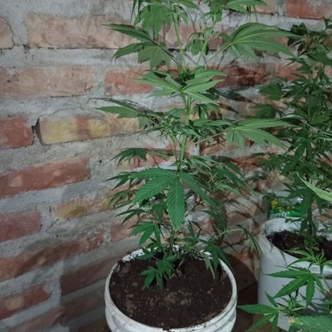 Jair17 growlog timeline photo
