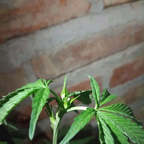 Jair17 growlog timeline photo