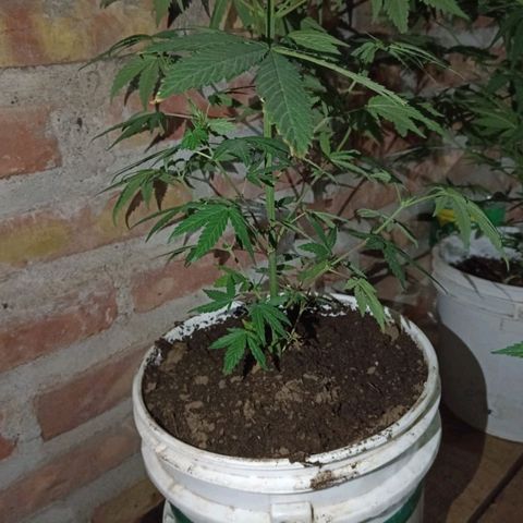 Jair17 growlog timeline photo