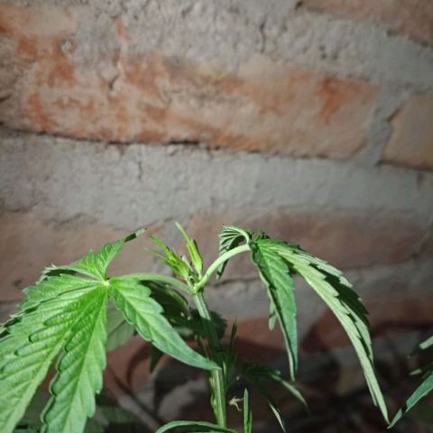 Jair17 growlog timeline photo
