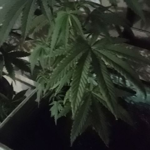 Pucho growlog timeline photo