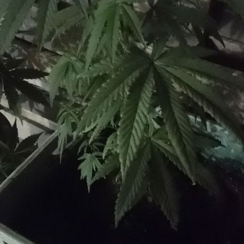 Pucho growlog timeline photo