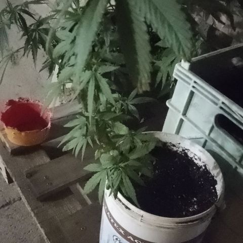Luca growlog timeline photo
